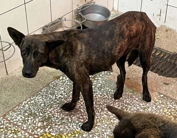 高雄市待認養狗 混種犬