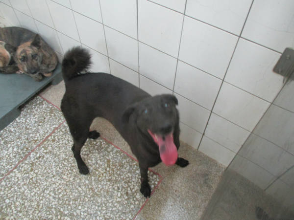 高雄市待認養狗 混種犬