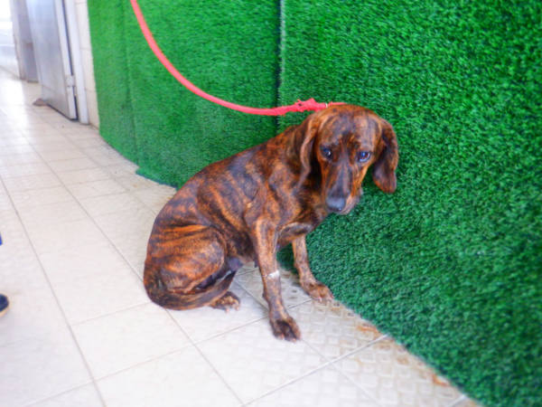 南投縣待認養狗 混種犬