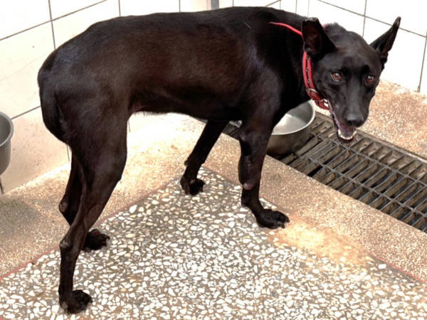 高雄市待認養狗 混種犬