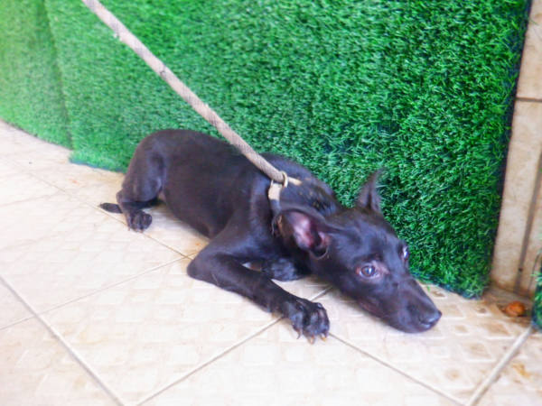 南投縣待認養狗 混種犬