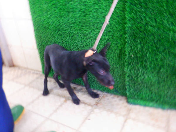南投縣待認養狗 混種犬