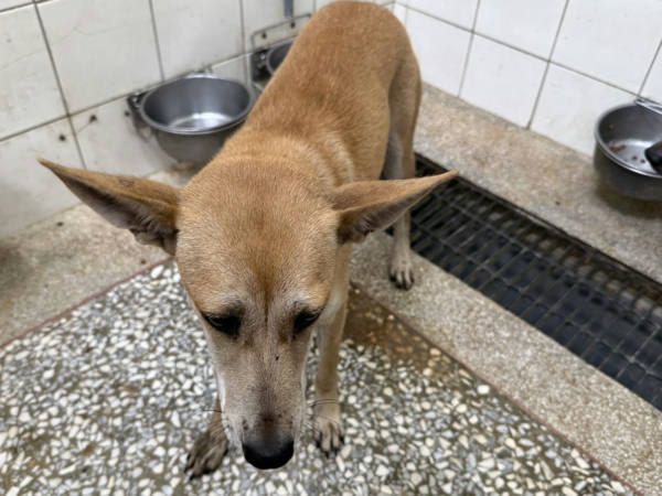 高雄市待認養狗 混種犬