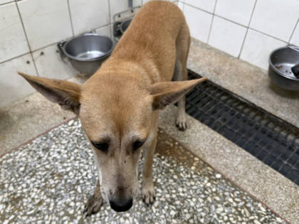 高雄市待認養狗｜混種犬｜黃色｜母