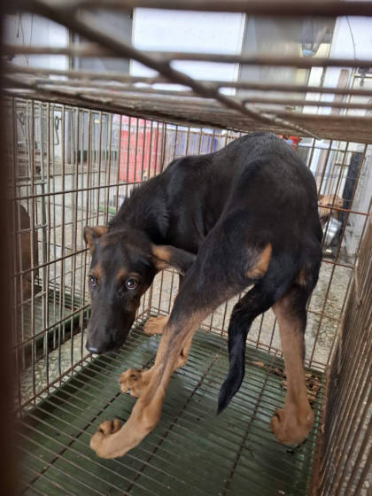 台南市待認養狗｜混種犬｜黑黃色｜公