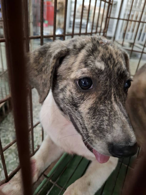 台南市待認養狗 混種犬