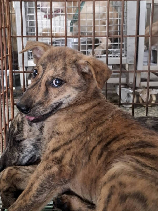 台南市待認養狗 混種犬
