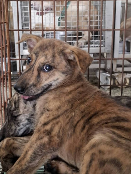 台南市待認養狗｜混種犬｜虎斑色｜公