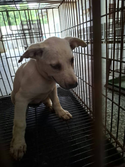 台南市待認養狗｜混種犬｜白色｜公