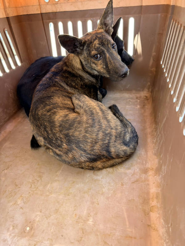 彰化縣待認養狗 混種犬