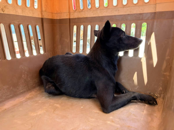 彰化縣待認養狗 混種犬