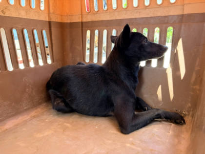 彰化縣待認養狗｜混種犬｜黑色｜公