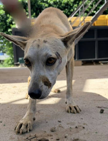 彰化縣待認養狗｜混種犬｜黃色｜母