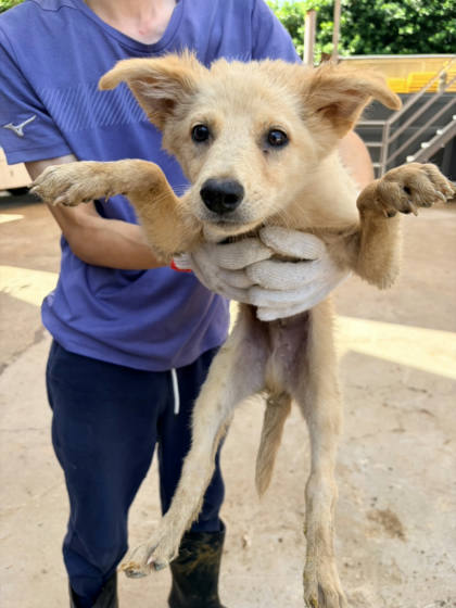 彰化縣待認養狗｜混種犬｜米色｜公