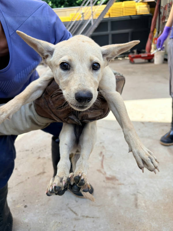 彰化縣待認養狗 混種犬