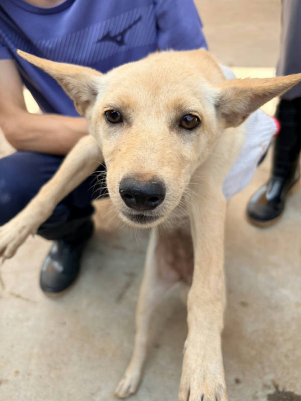 彰化縣待認養狗 混種犬