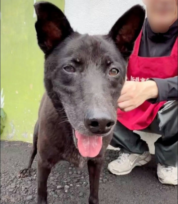 新北市待認養狗 混種犬