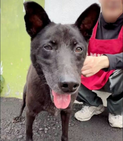 新北市待認養狗｜混種犬｜黑色｜公