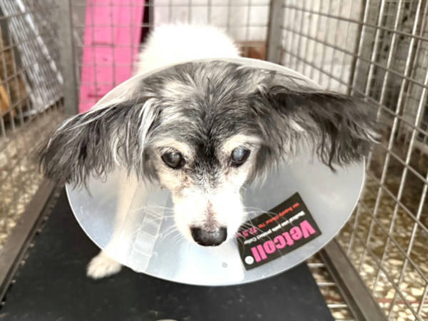 高雄市待認養狗 蝴蝶犬