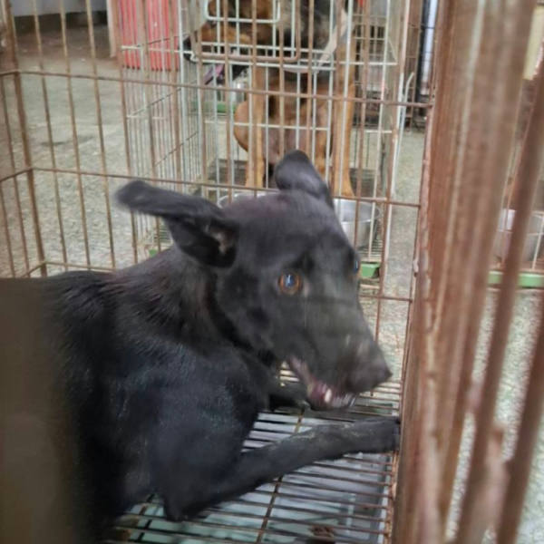 台南市待認養狗 混種犬