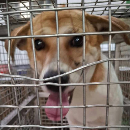 台南市待認養狗｜混種犬｜黃白色｜公