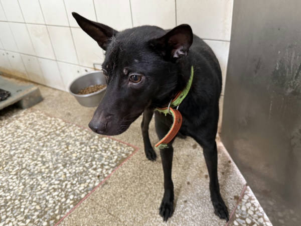 高雄市待認養狗 混種犬