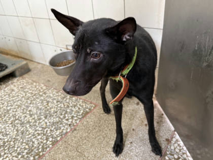 高雄市待認養狗｜混種犬｜黑色｜公