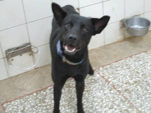 高雄市待認養狗 混種犬