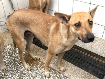 高雄市待認養狗｜混種犬｜黃色｜母