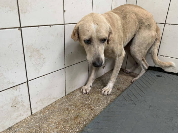 高雄市待認養狗 混種犬
