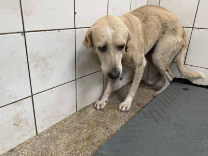 高雄市待認養狗｜混種犬｜黃色｜公