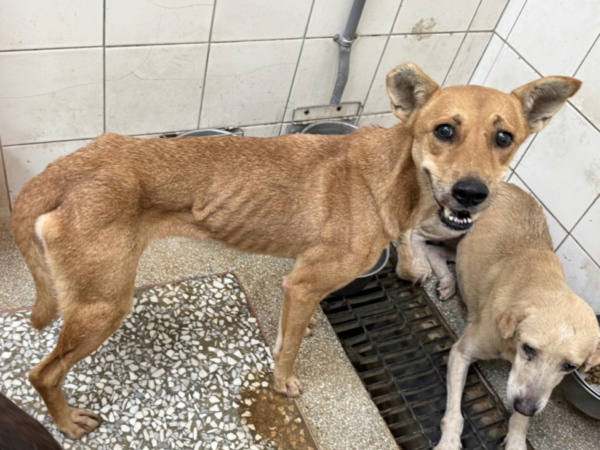 高雄市待認養狗 混種犬