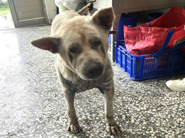 高雄市待認養狗 混種犬
