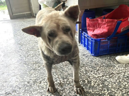 高雄市待認養狗｜混種犬｜白色｜母