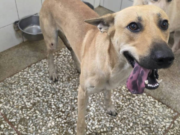 高雄市待認養狗 混種犬