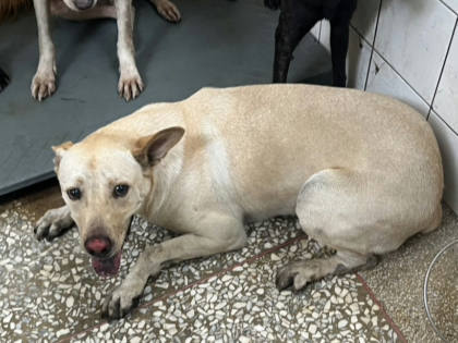 高雄市待認養狗｜混種犬｜黃色｜公
