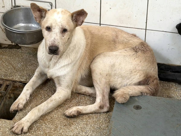 高雄市待認養狗 混種犬