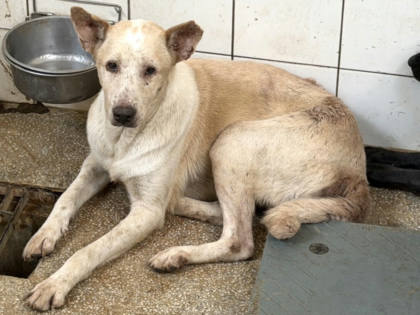 高雄市待認養狗｜混種犬｜白色｜公