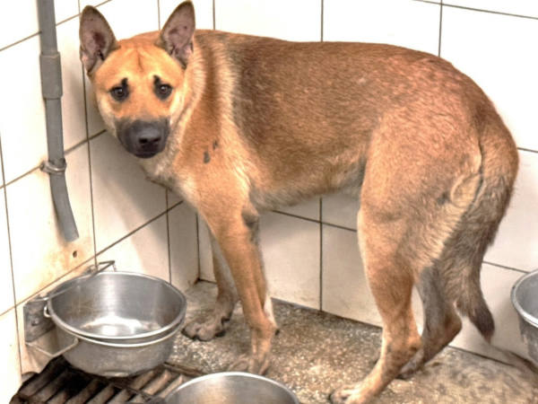 高雄市待認養狗 混種犬