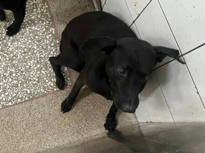 高雄市待認養狗｜混種犬｜黑色｜公