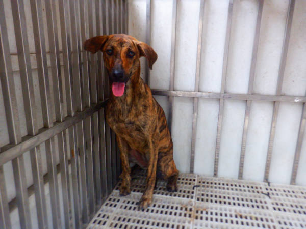 南投縣待認養狗 混種犬