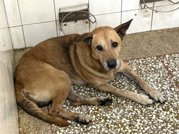 高雄市待認養狗 混種犬
