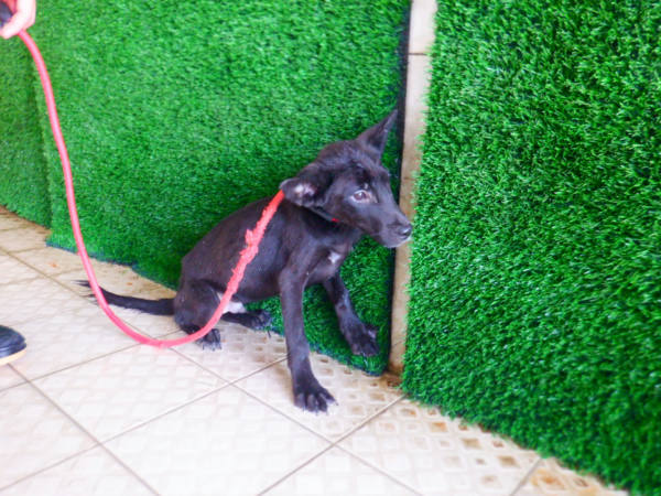 南投縣待認養狗 混種犬