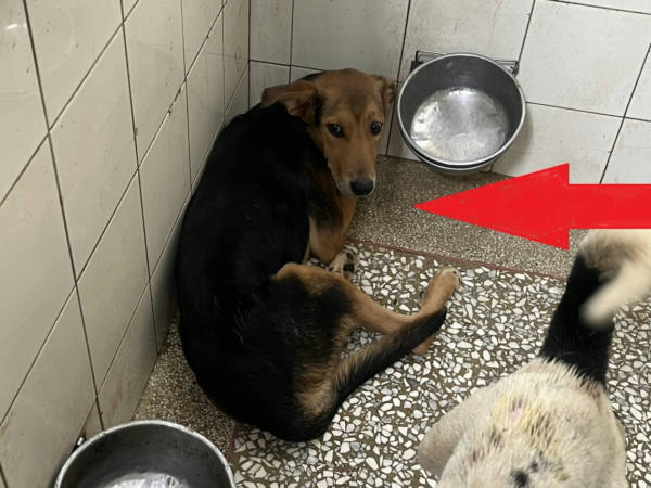 高雄市待認養狗 混種犬