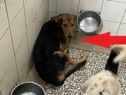 高雄市待認養狗｜混種犬｜黑色｜公