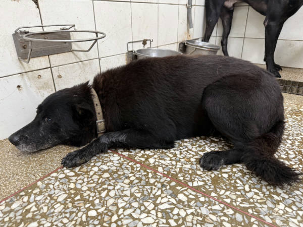 高雄市待認養狗 混種犬
