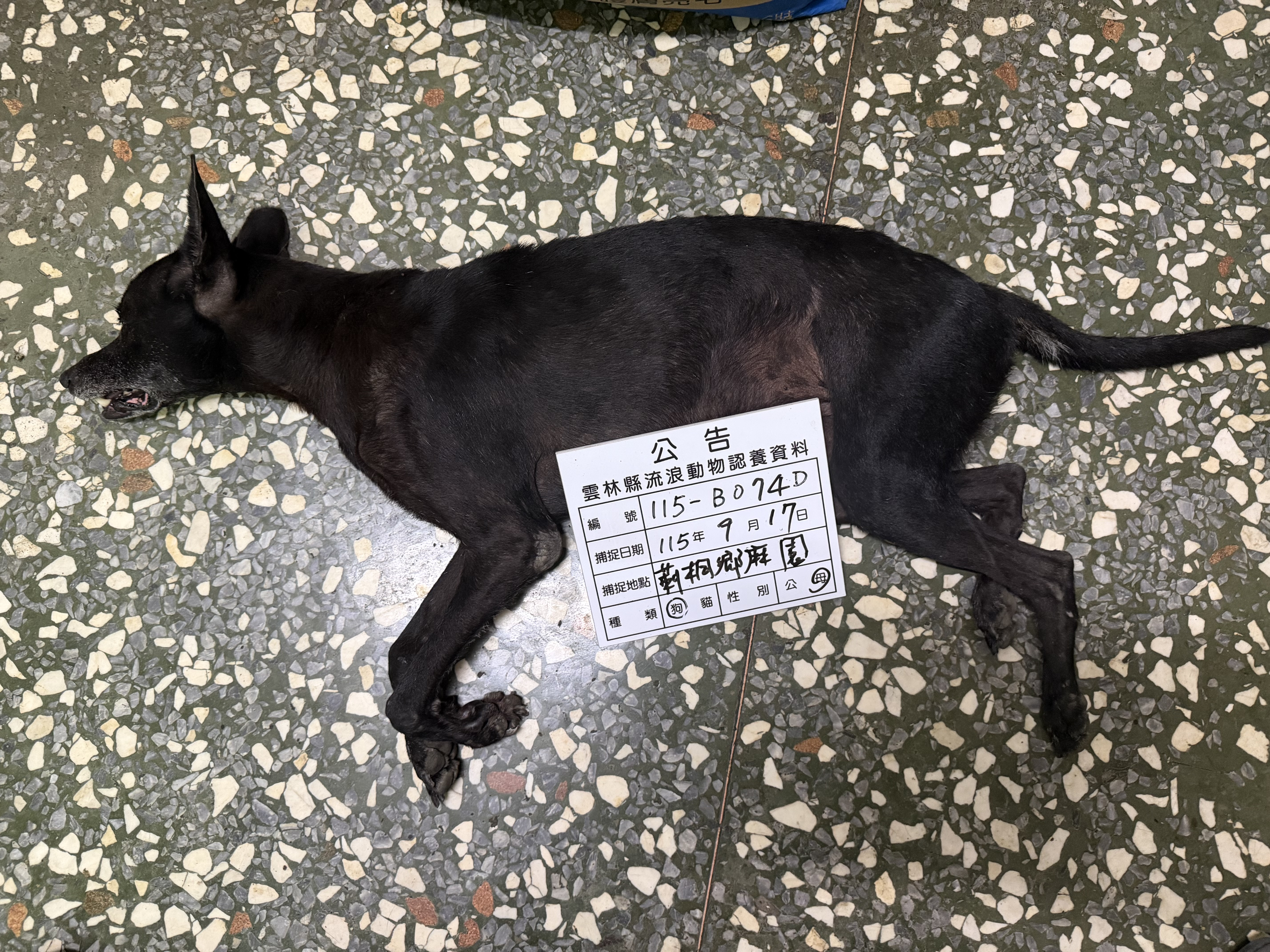 雲林縣待認養狗 混種犬