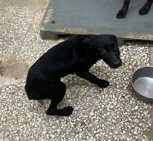 高雄市待認養狗 混種犬