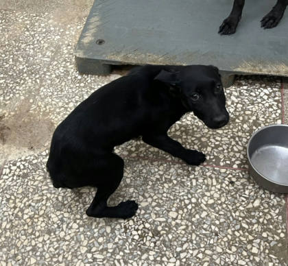 高雄市待認養狗｜混種犬｜黑色｜公