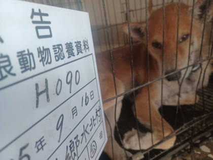 雲林縣待認養狗｜混種犬｜黃色｜公